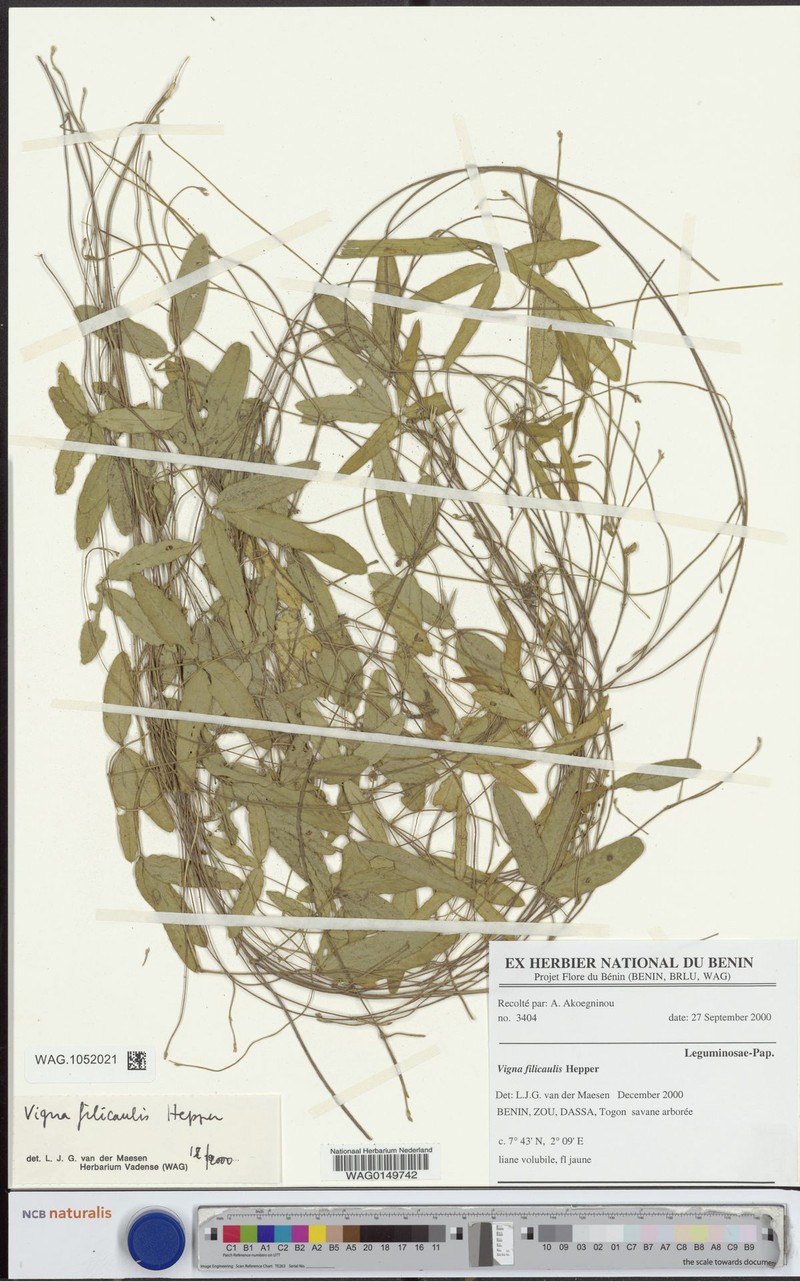 Vigna filicaulis photo 2
