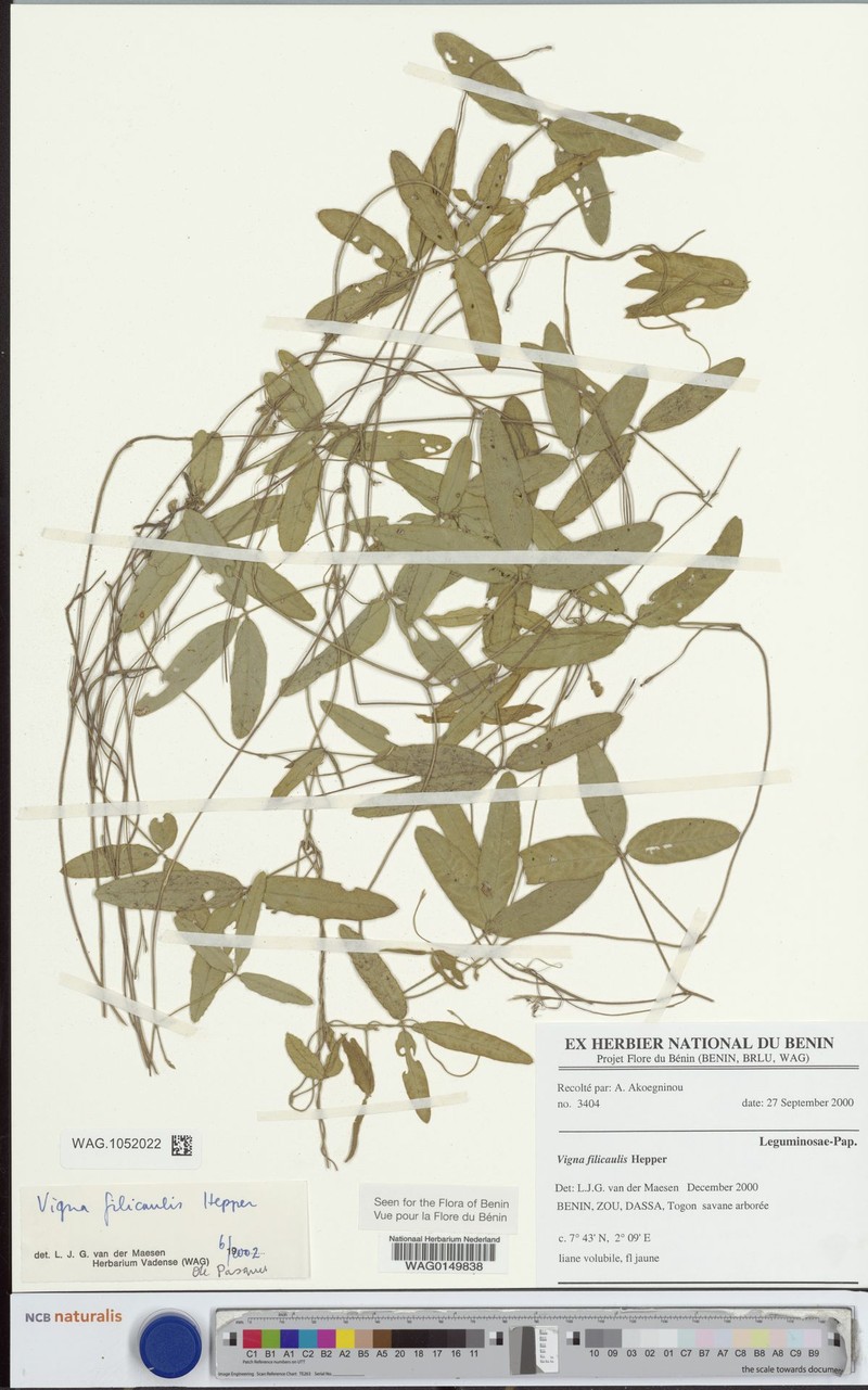 Vigna filicaulis photo 3