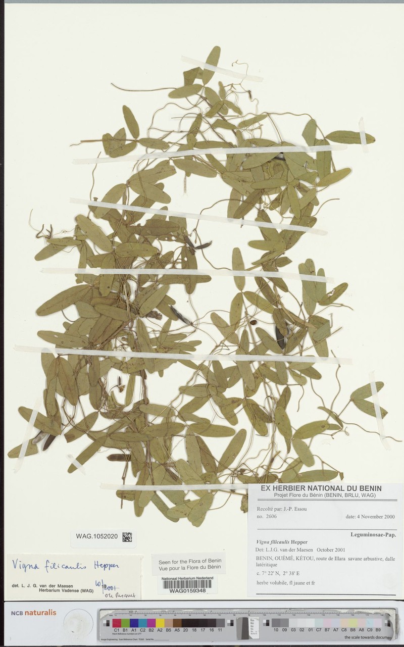 Vigna filicaulis photo 4