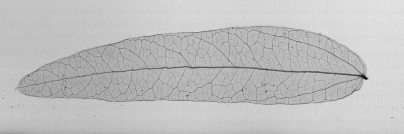 Vigna filicaulis photo 5
