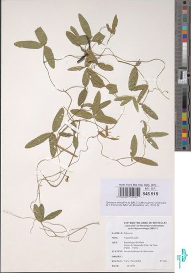Vigna filicaulis photo 6