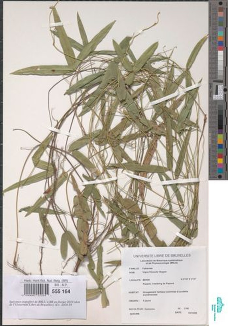 Vigna filicaulis photo 7