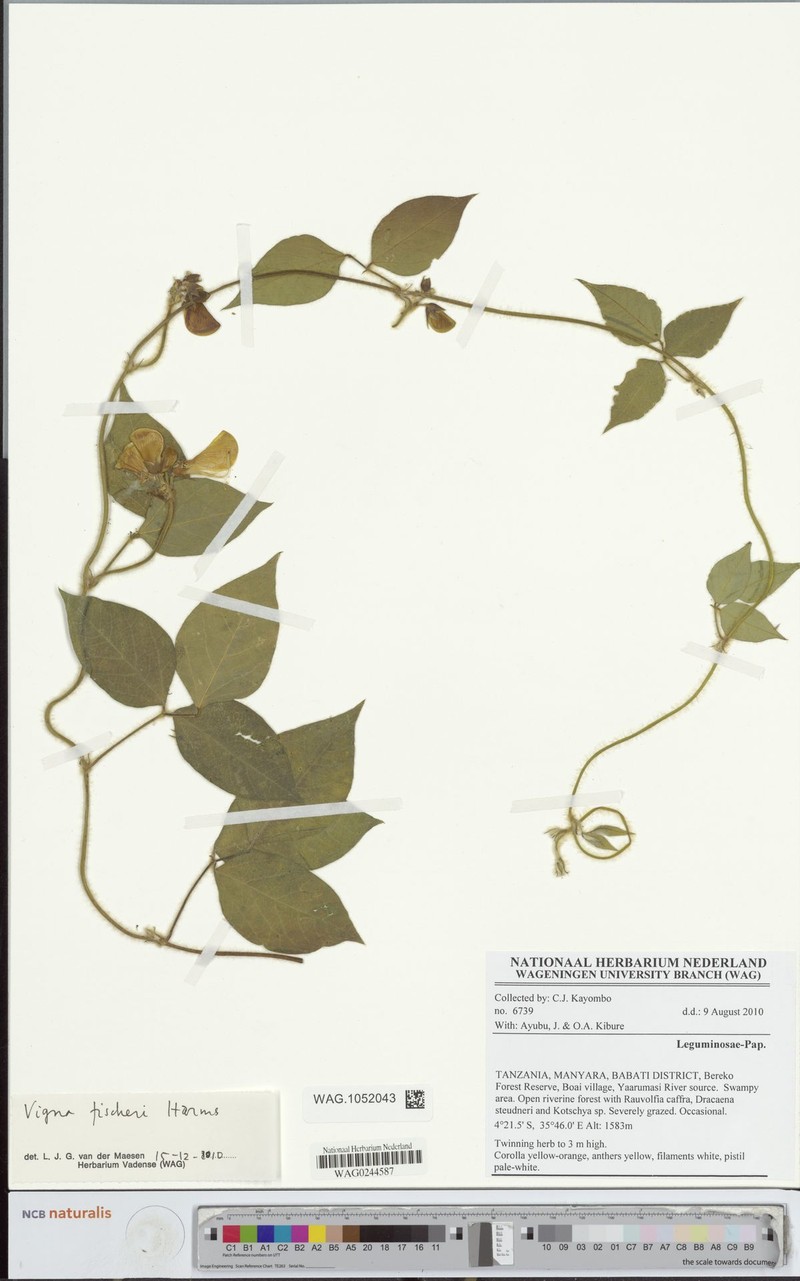 Vigna fischeri