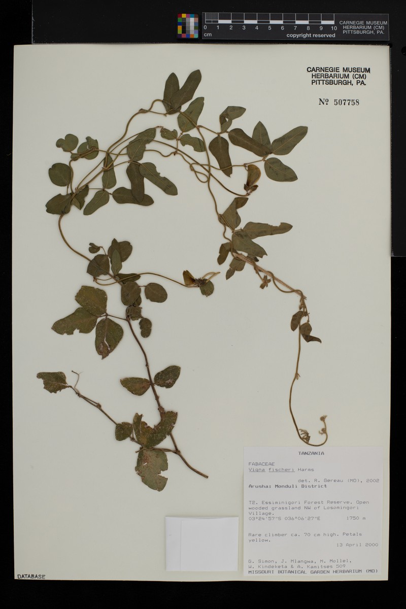 Vigna fischeri photo 2