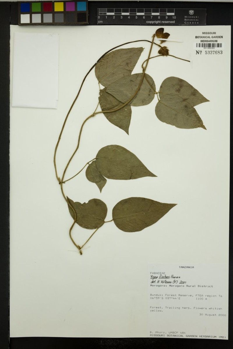 Vigna fischeri photo 3