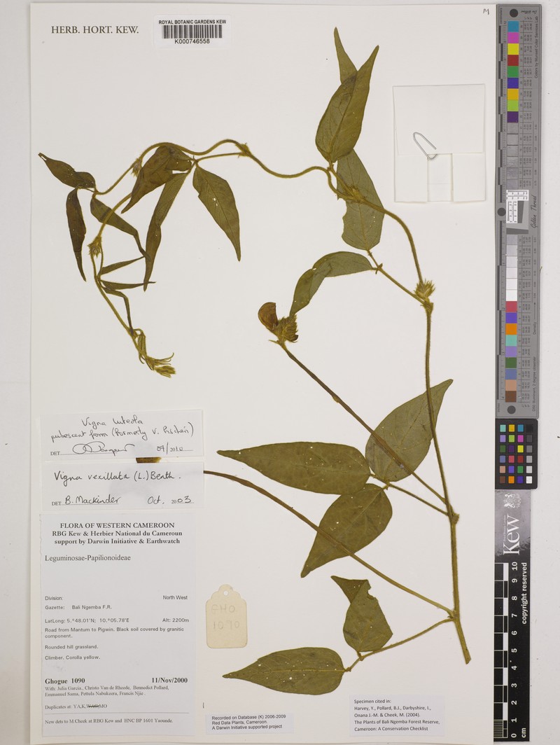 Vigna fischeri photo 4