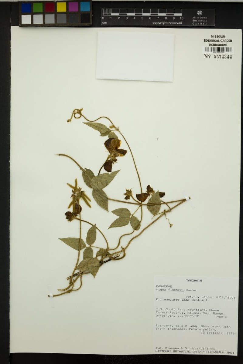 Vigna fischeri photo 5