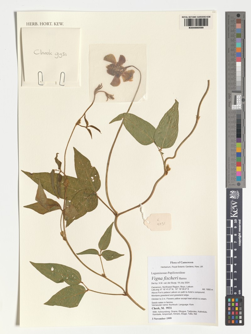 Vigna fischeri photo 6