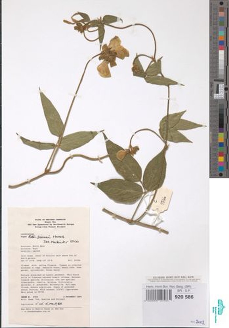 Vigna fischeri photo 7