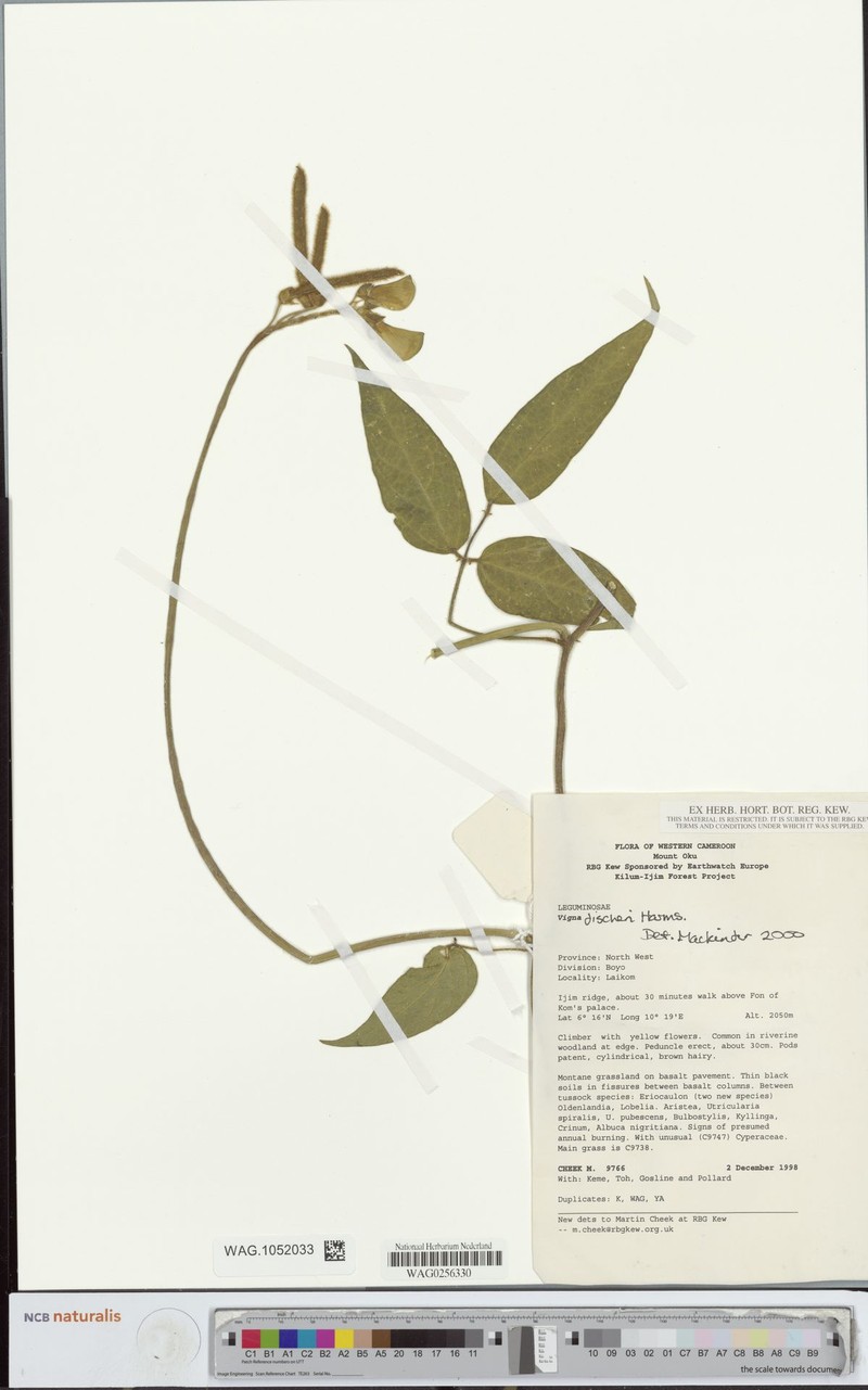 Vigna fischeri photo 8