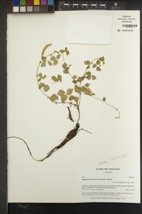 Vigna friesiorum