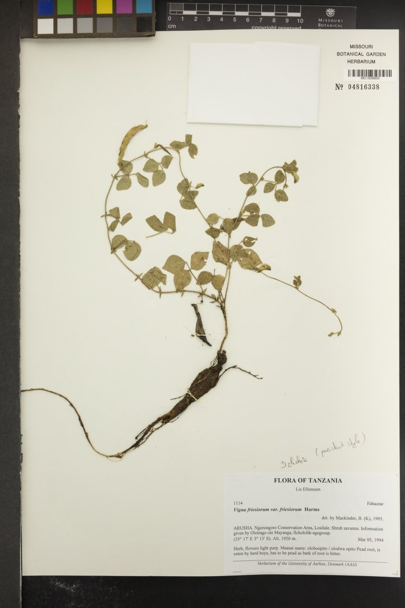 Vigna friesiorum