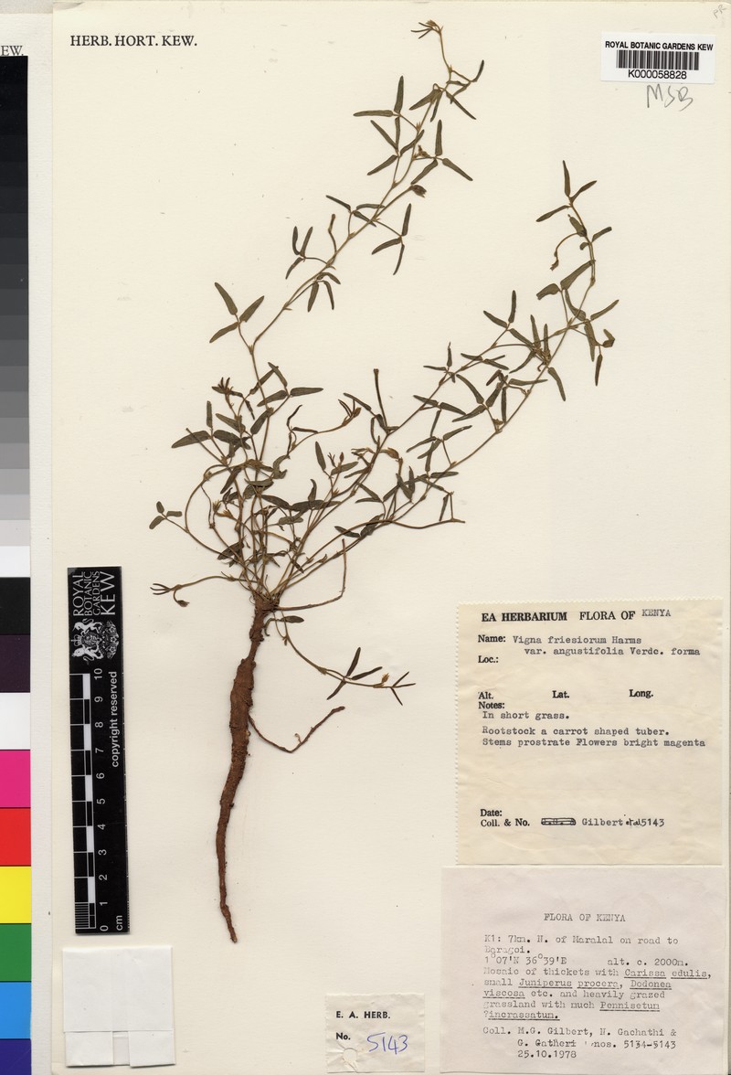 Vigna friesiorum photo 2