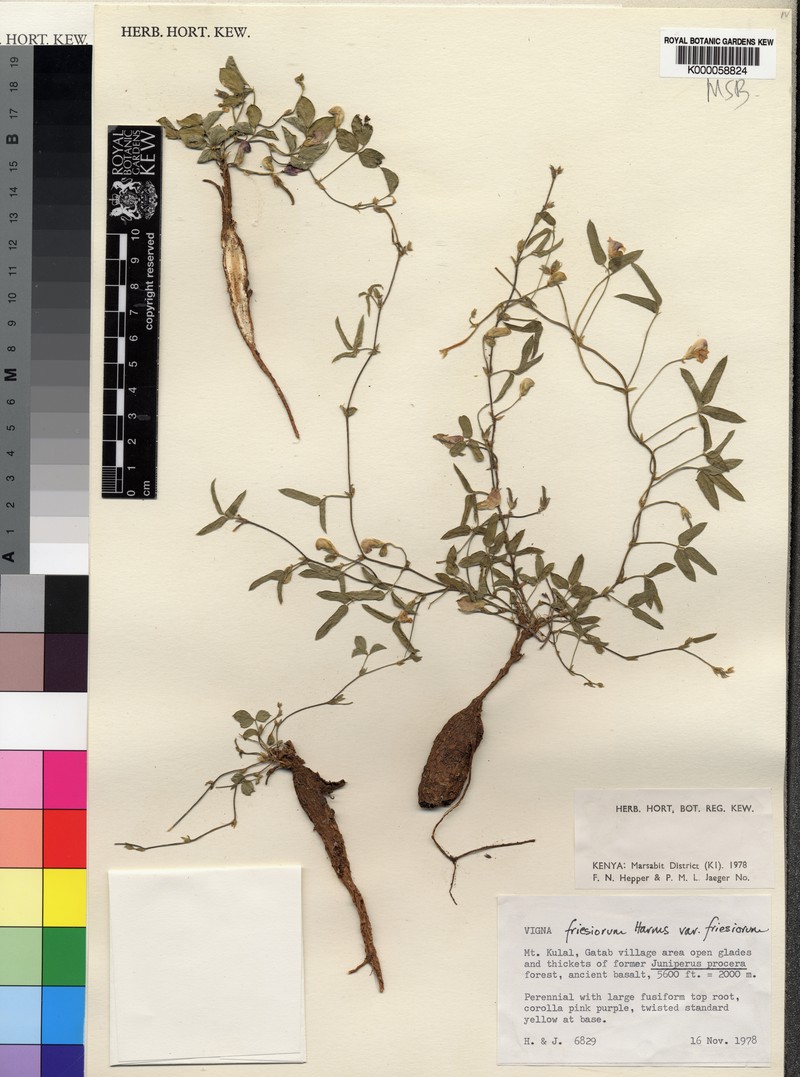Vigna friesiorum photo 3