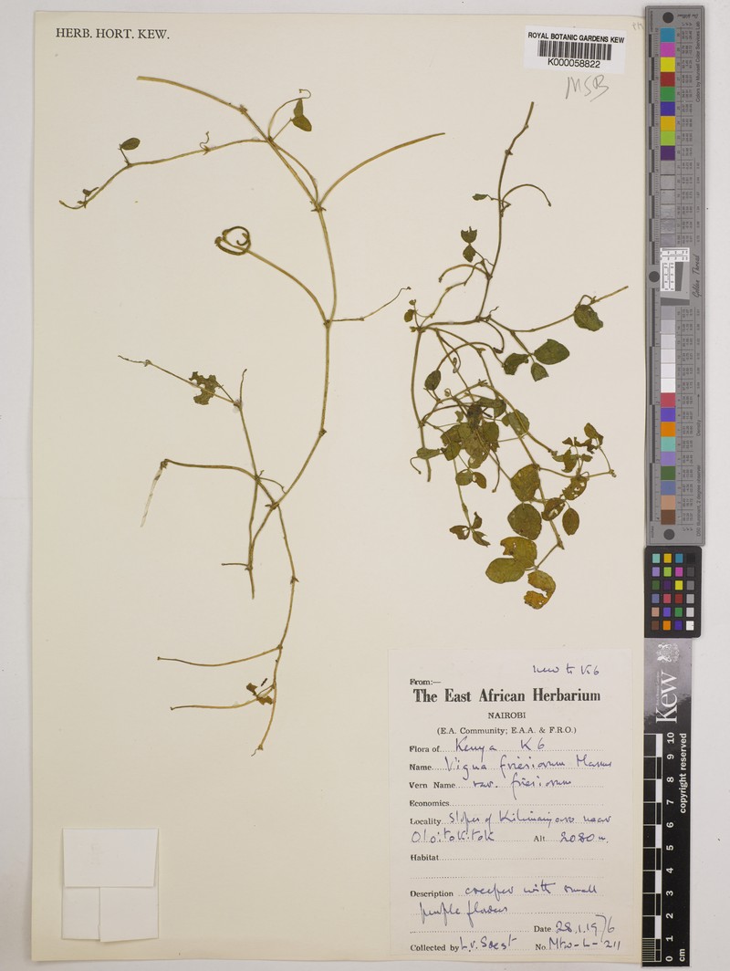 Vigna friesiorum photo 4