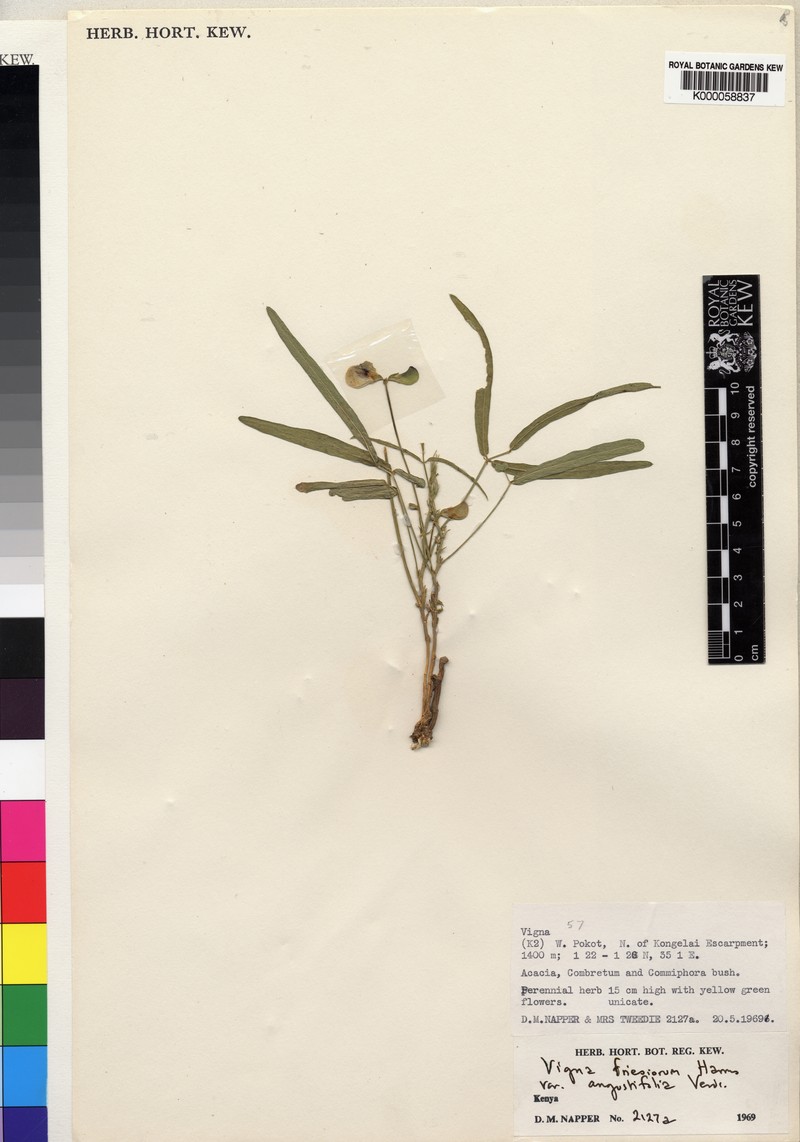 Vigna friesiorum photo 5