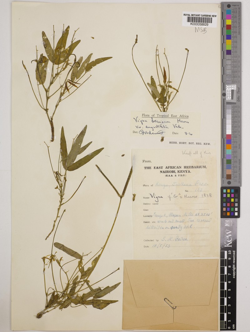 Vigna friesiorum photo 6