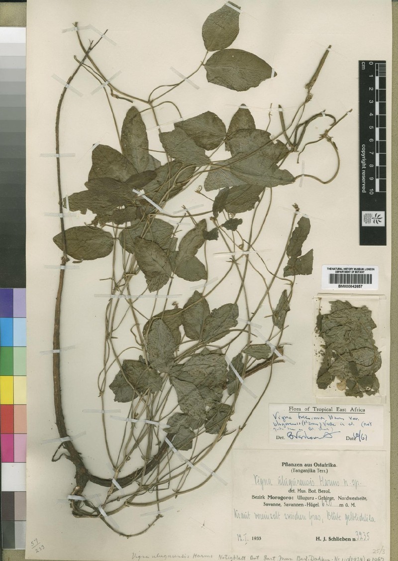 Vigna friesiorum photo 7