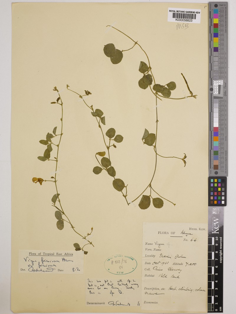 Vigna friesiorum photo 8