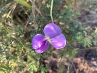 Vigna frutescens