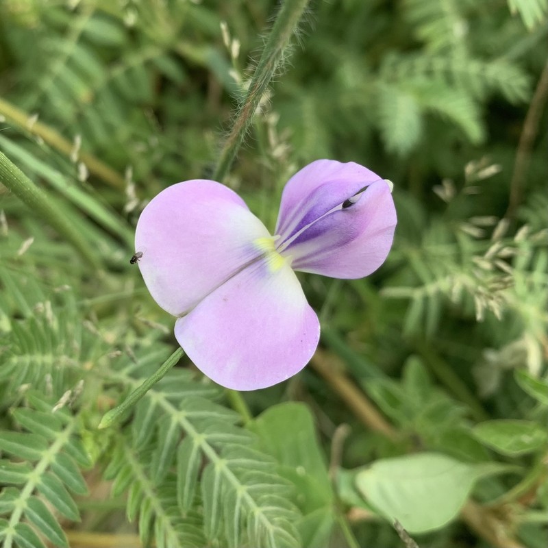 Vigna frutescens photo 2