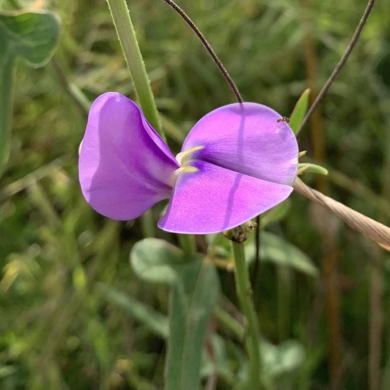 Vigna frutescens photo 3