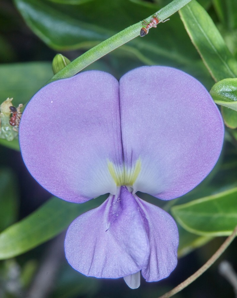 Vigna frutescens photo 4