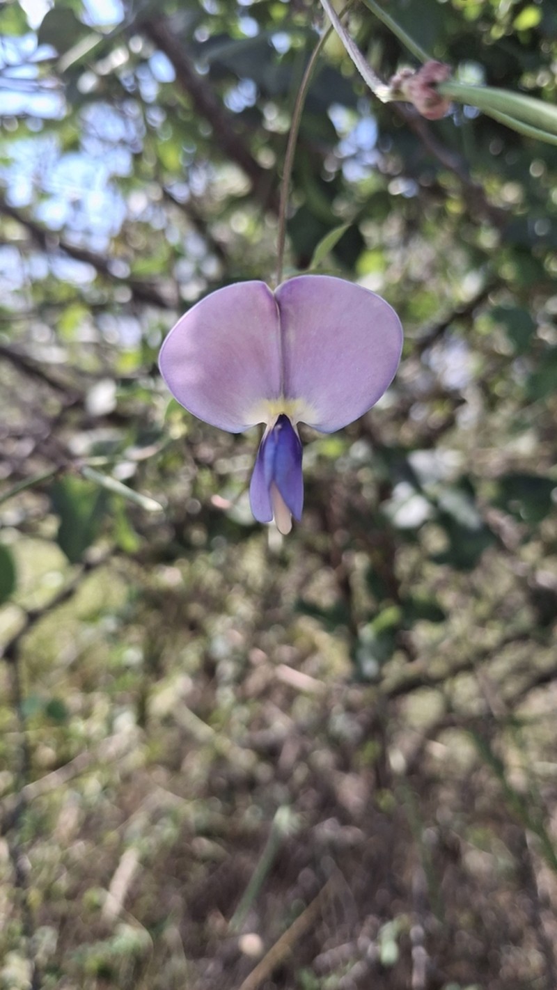 Vigna frutescens photo 5