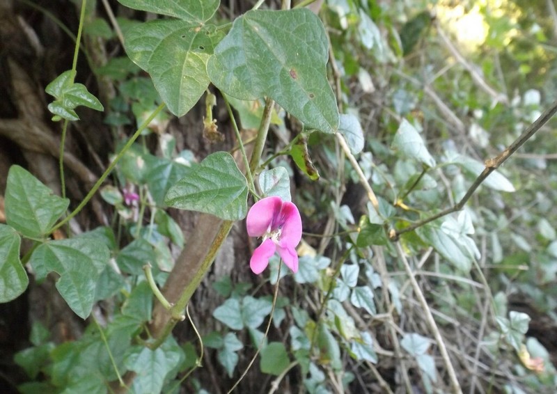 Vigna frutescens photo 6