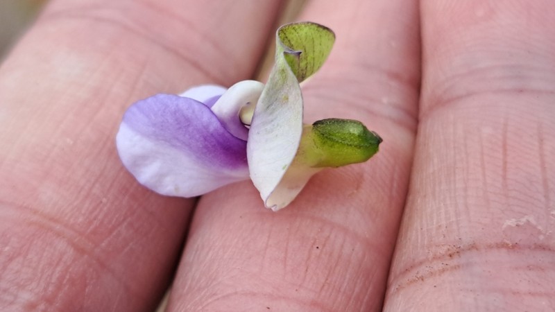 Vigna frutescens photo 7