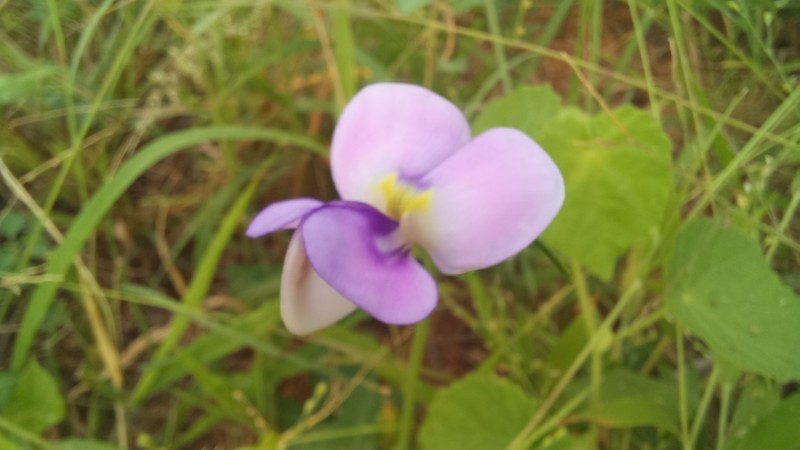 Vigna frutescens photo 8