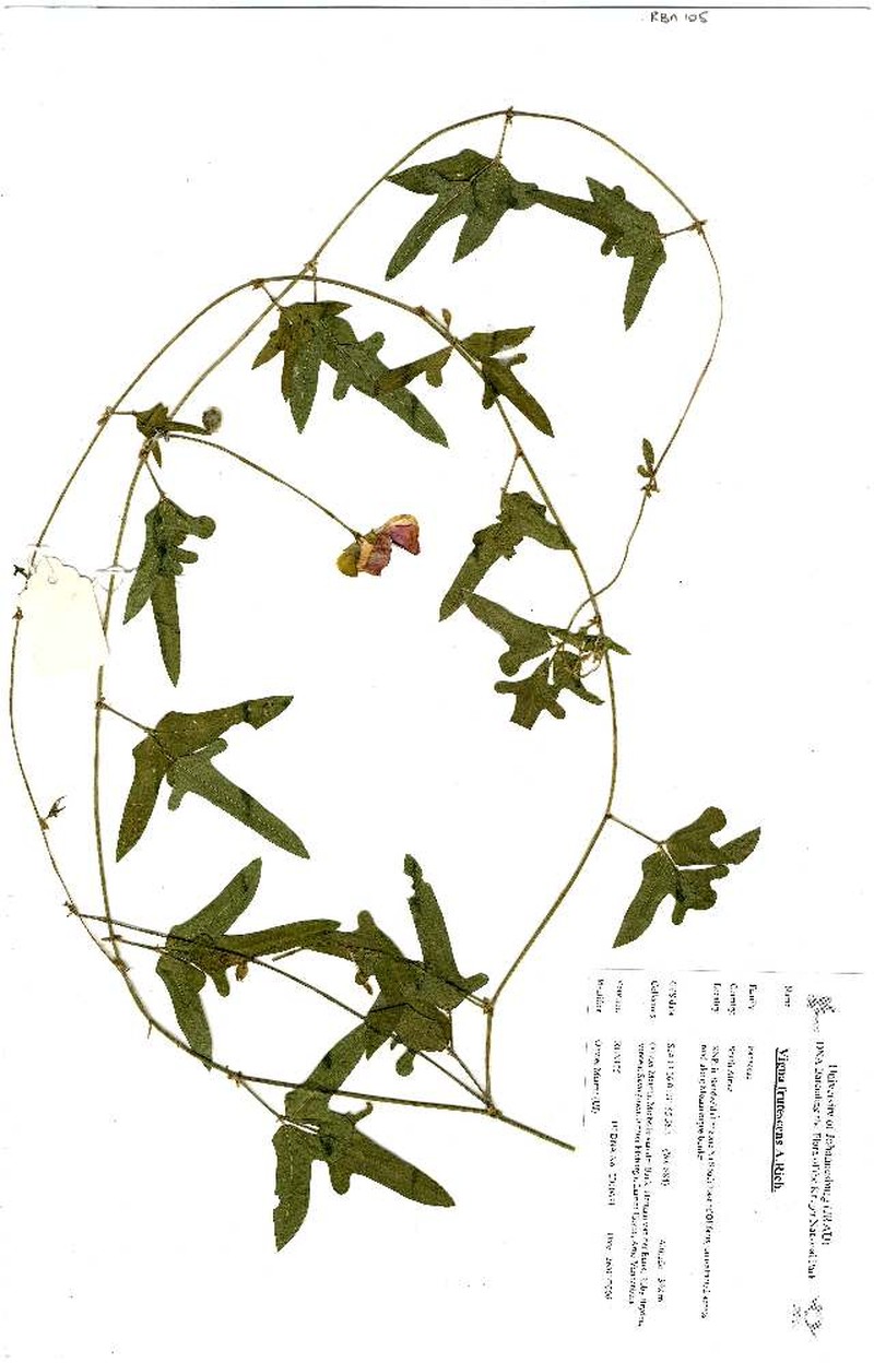 Vigna decipiens