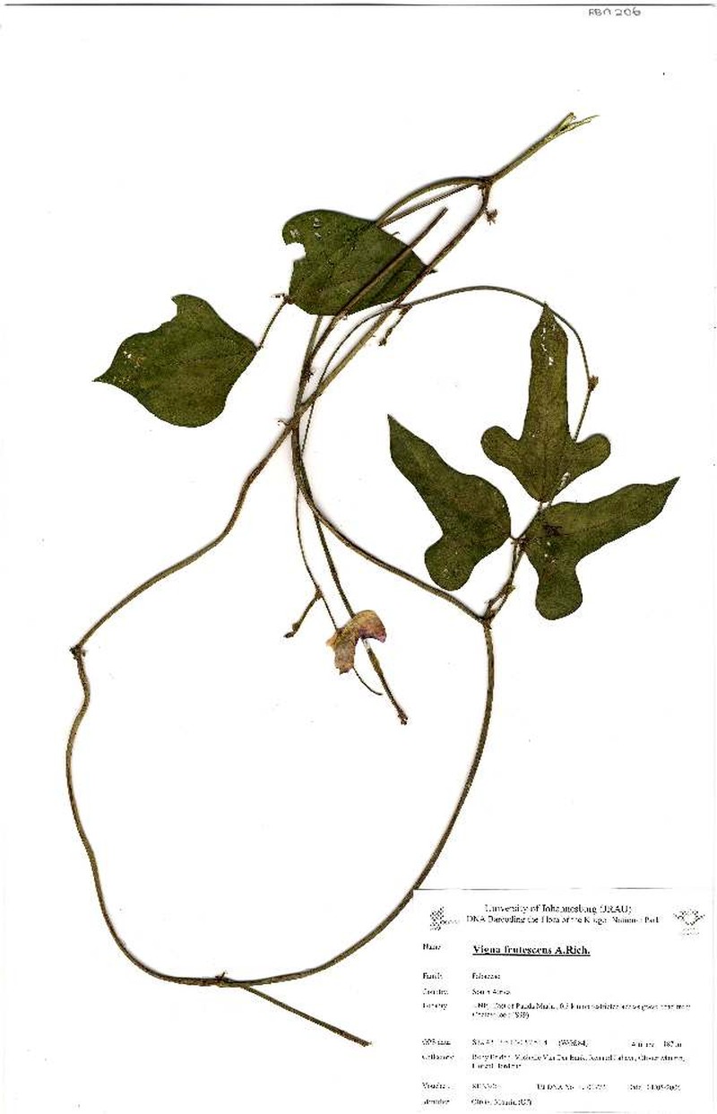 Vigna decipiens photo 2