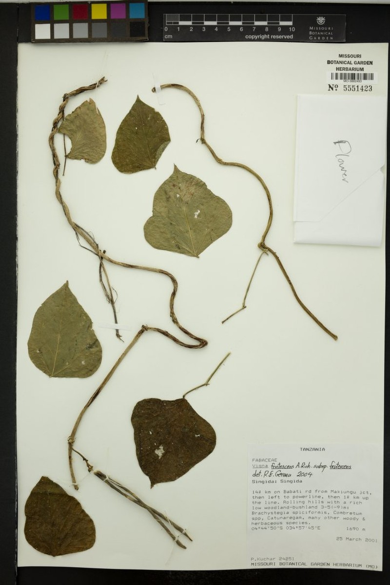 Vigna decipiens photo 3