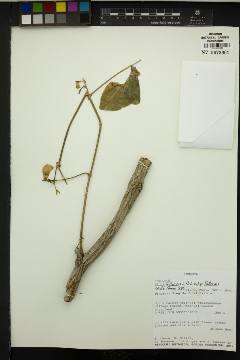 Vigna decipiens photo 4