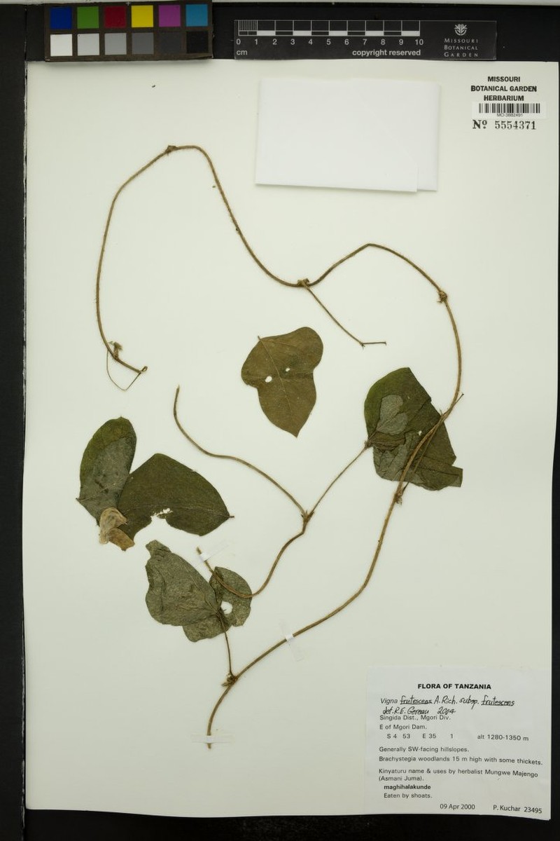 Vigna decipiens photo 5