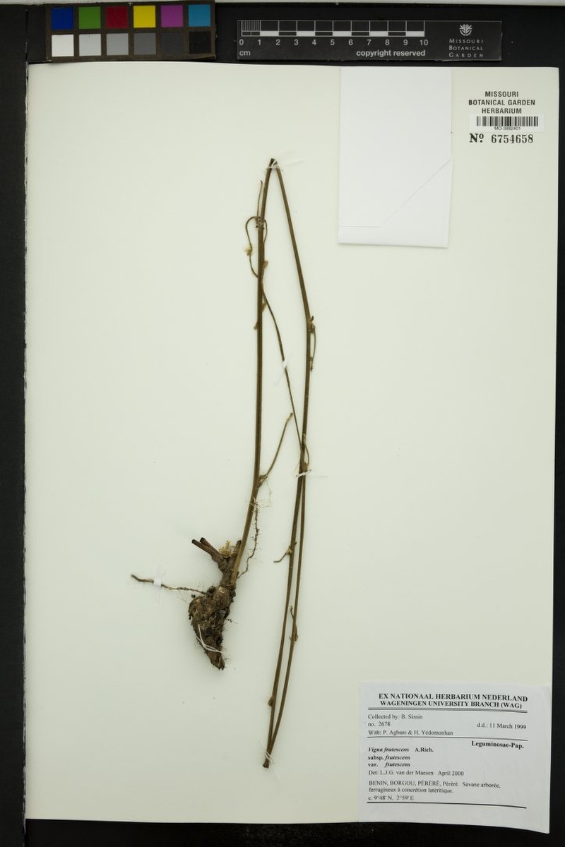 Vigna decipiens photo 6