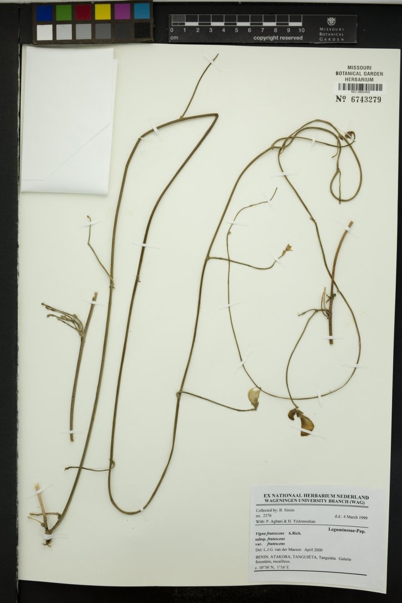 Vigna decipiens photo 7