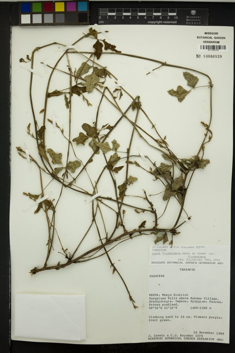 Vigna decipiens photo 8
