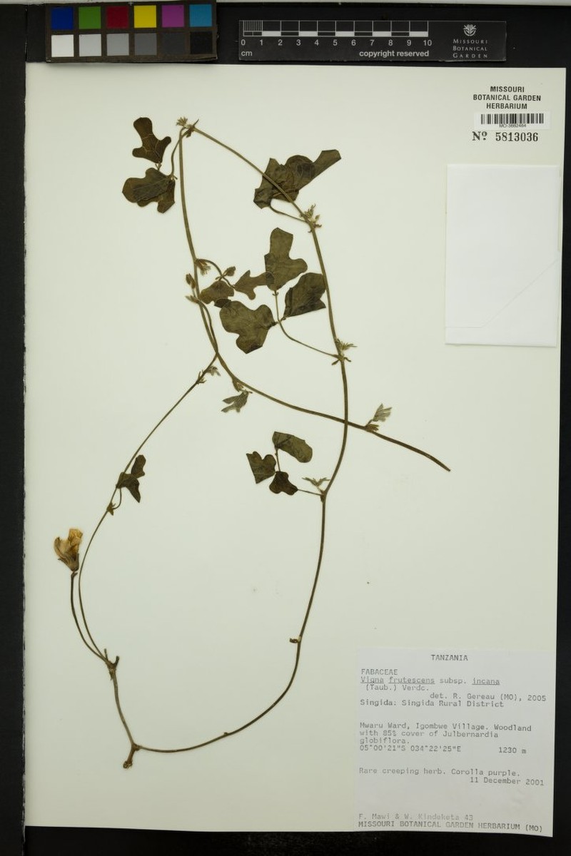 Vigna frutescens subsp. incana