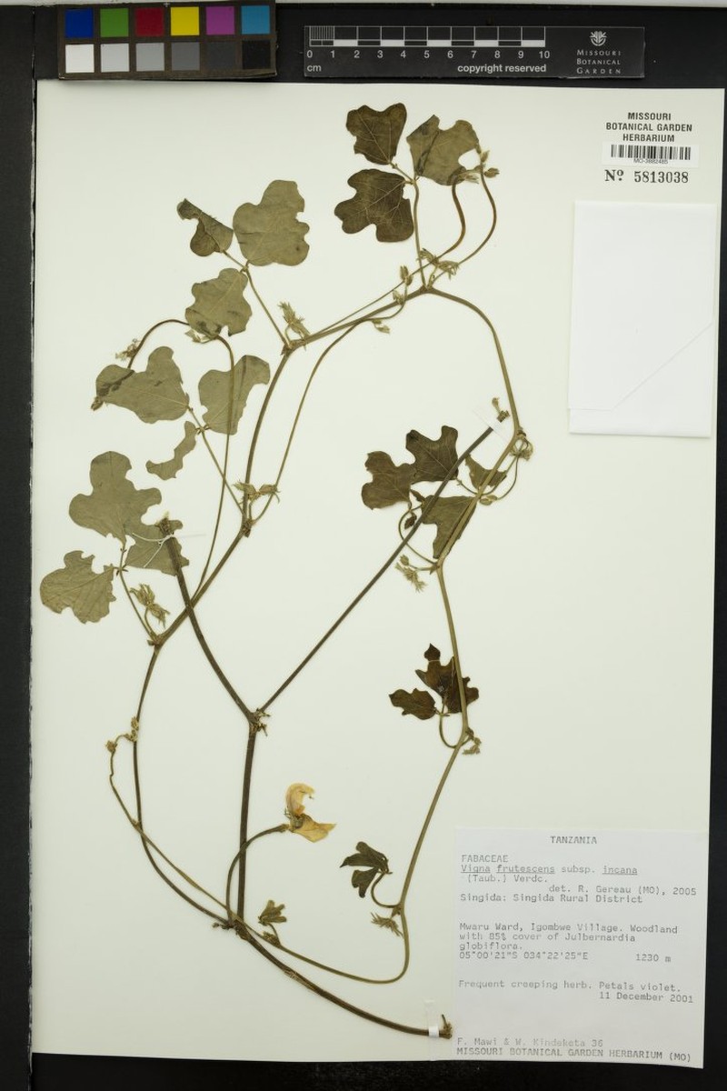 Vigna frutescens subsp. incana photo 2