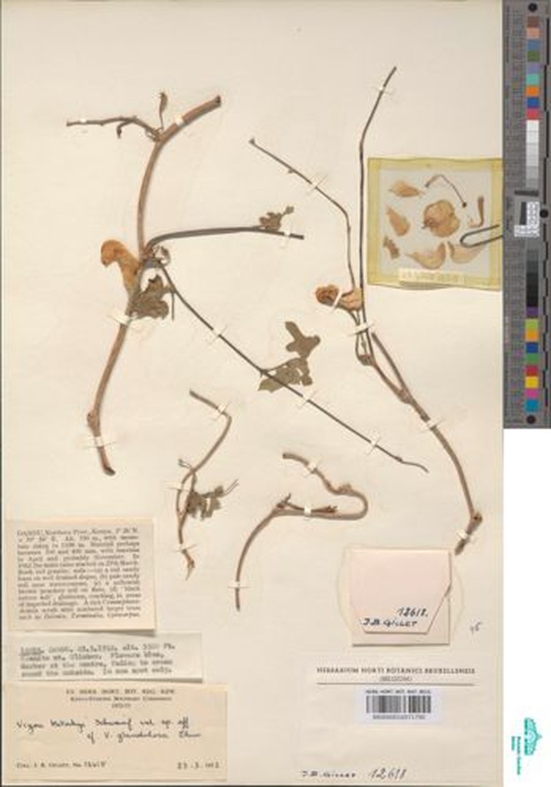 Vigna frutescens subsp. kotschyi