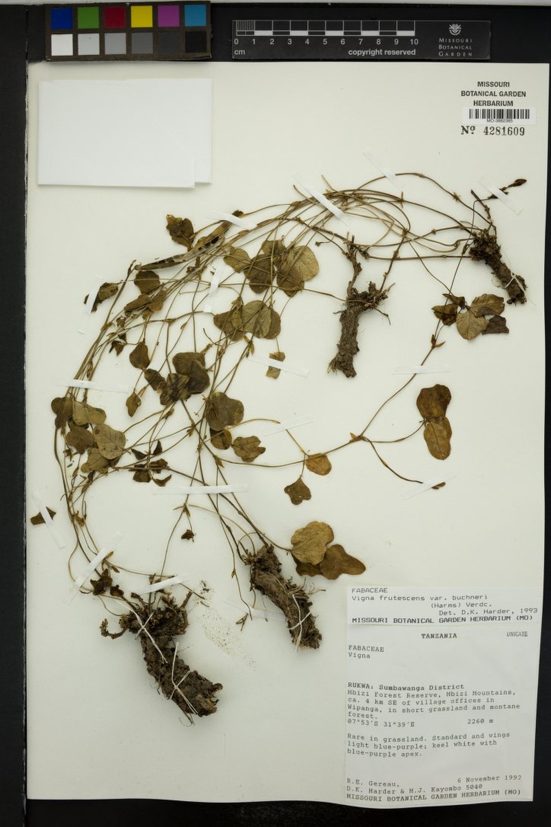 Vigna frutescens var. buchneri