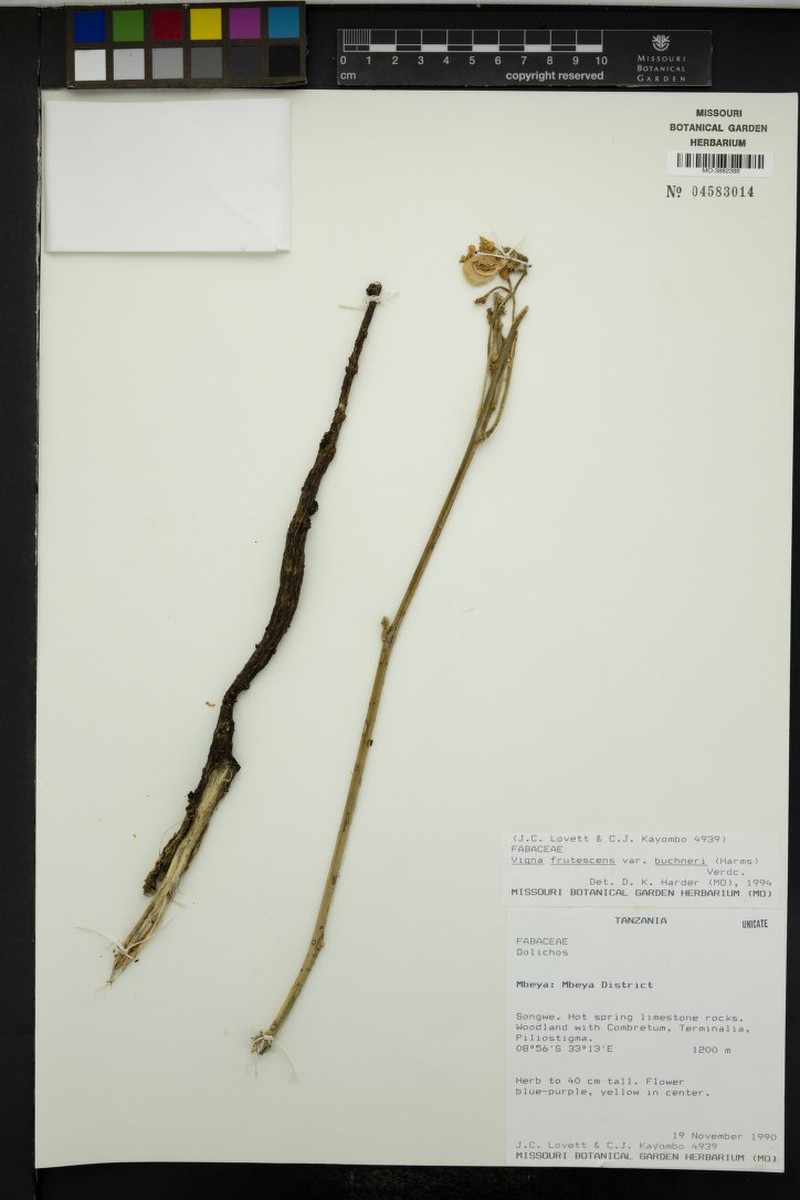Vigna frutescens var. buchneri photo 2