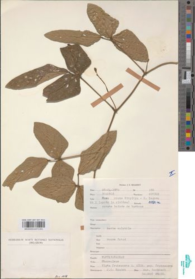 Vigna frutescens var. buchneri photo 3