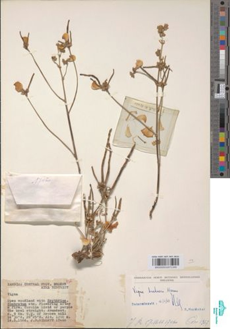Vigna frutescens var. buchneri photo 4