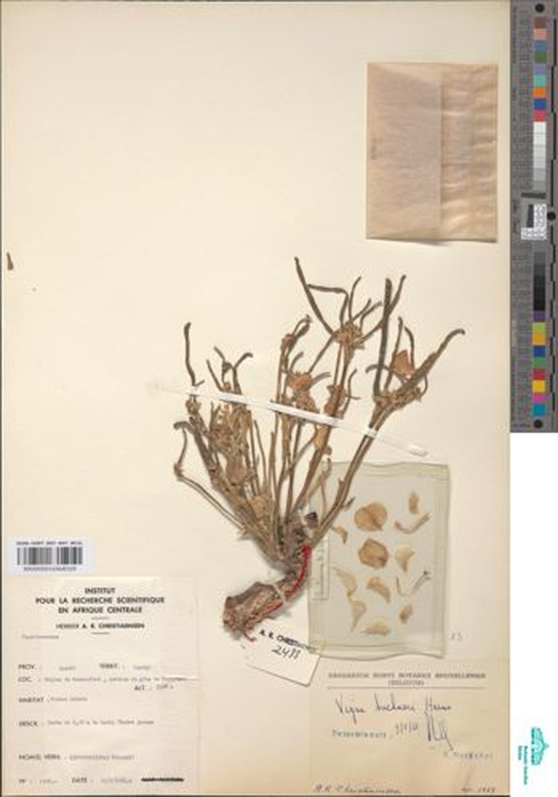 Vigna frutescens var. buchneri photo 5