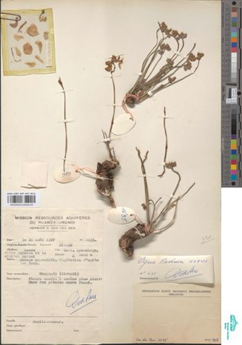 Vigna frutescens var. buchneri photo 6