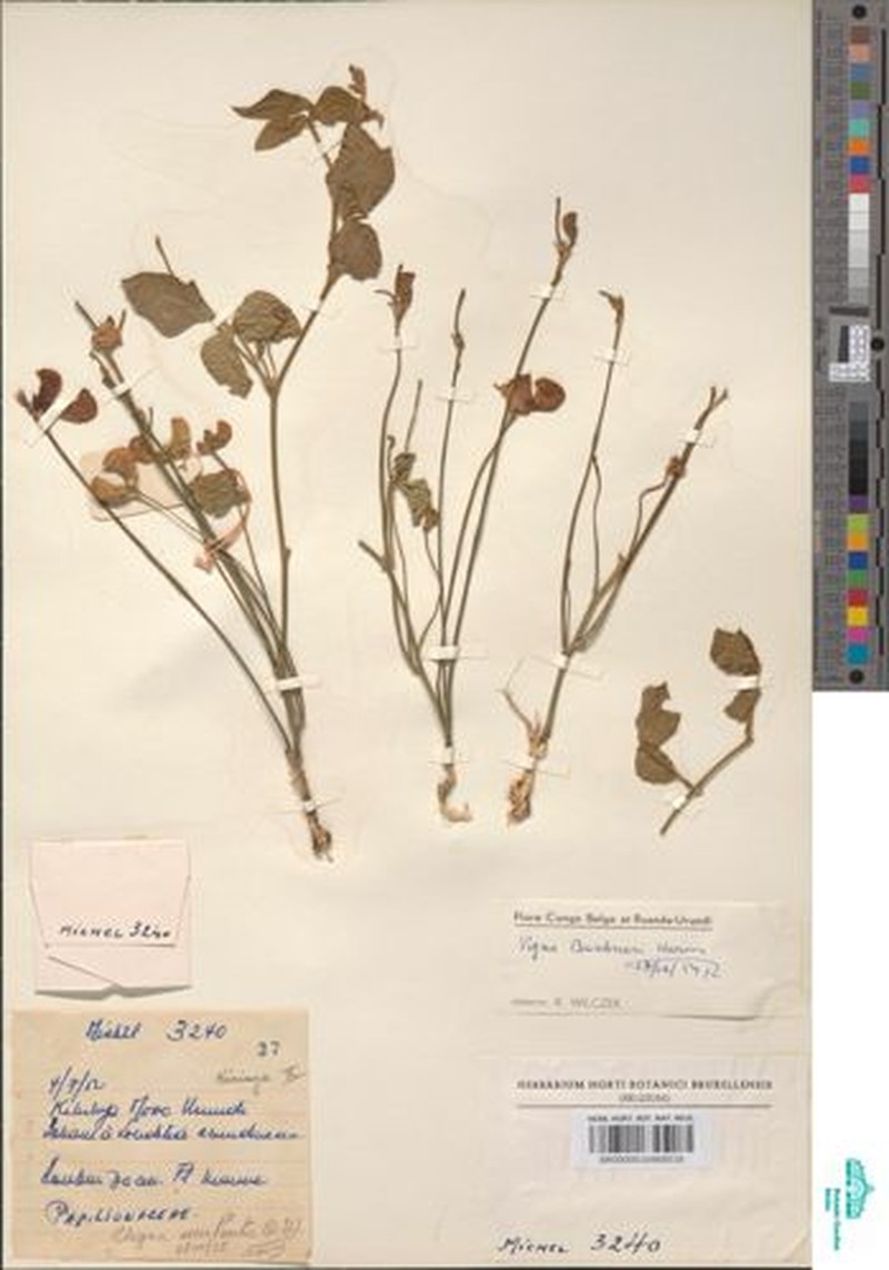 Vigna frutescens var. buchneri photo 7