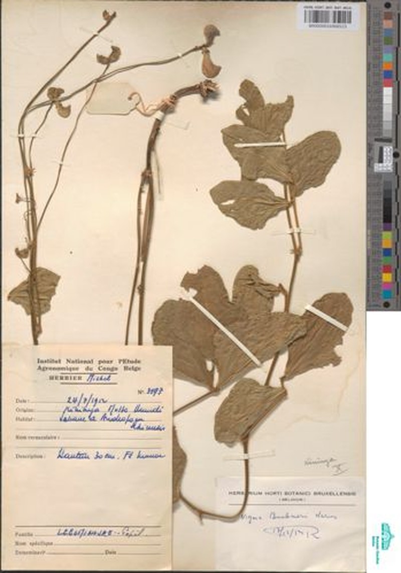 Vigna frutescens var. buchneri photo 8